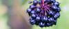 Elderberry Extract