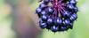 Siberian Ginseng